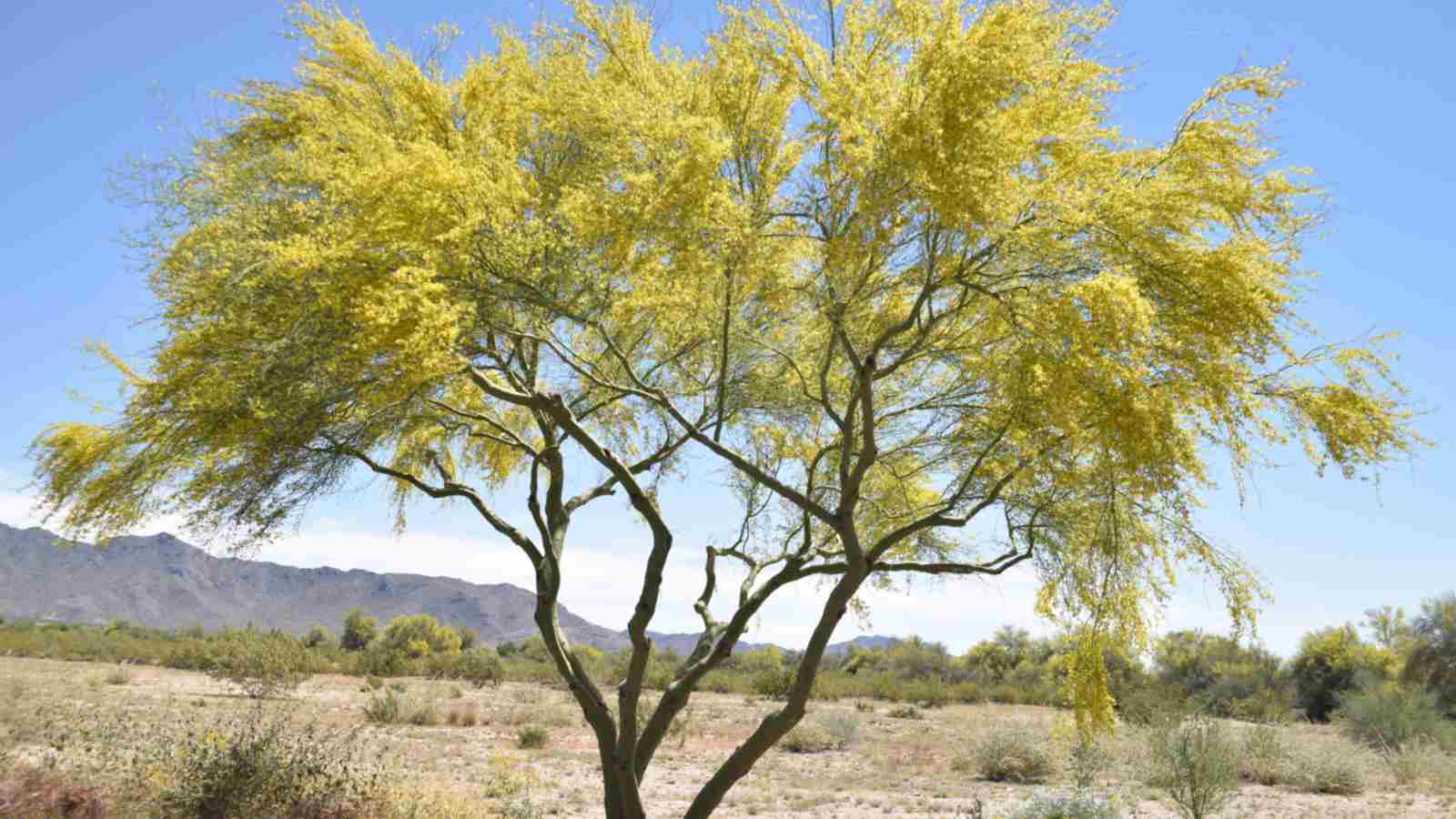 palo verde tree