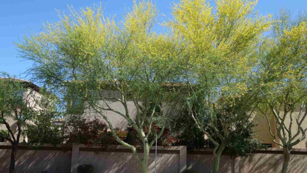 palo verde tree