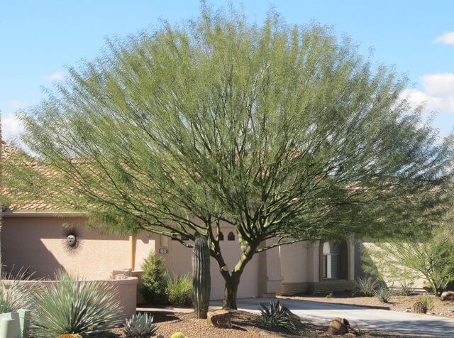 palo verde tree