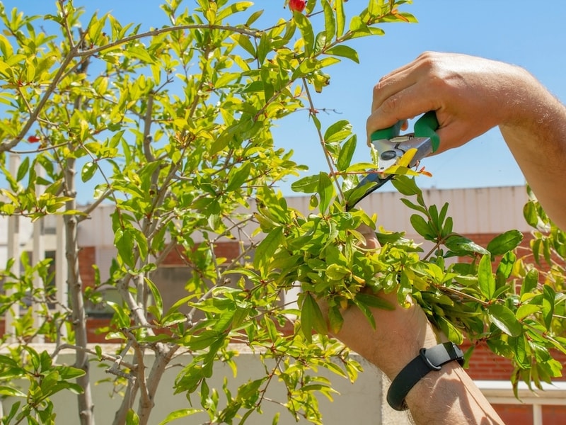 How to trim a pomegranate tree?