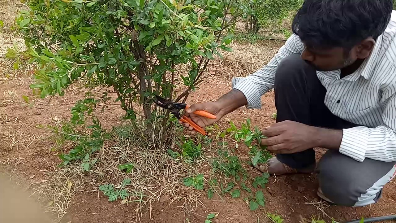 How to trim a pomegranate tree?